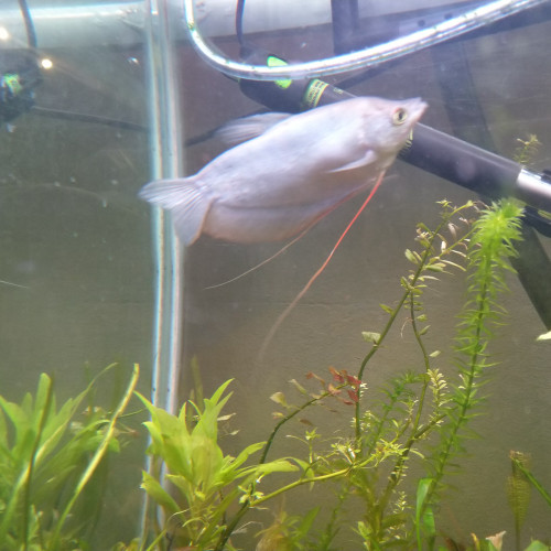 Gourami clair de lune