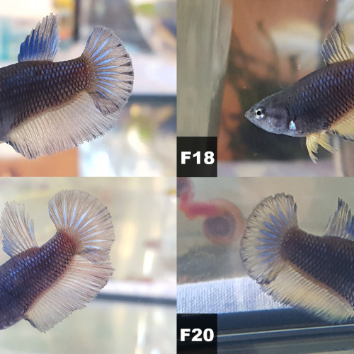 Betta Splendens (Combattant) HalfMoon