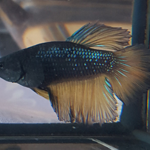 Betta Splendens (Combattant) HalfMoon