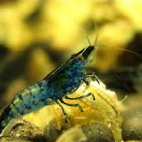 Crevettes Rili Blue Carbon