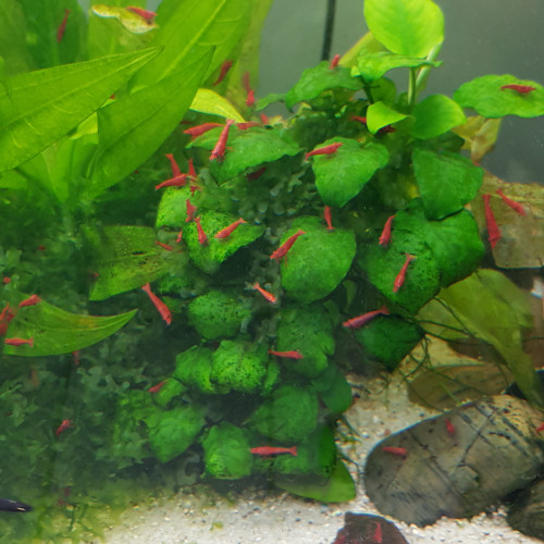 Crevettes sakura red