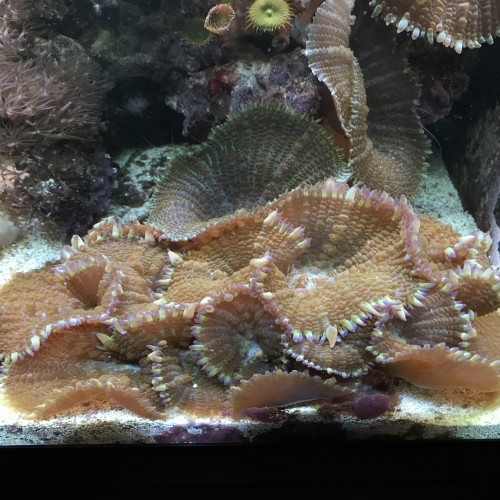 coraux mous / ricordea