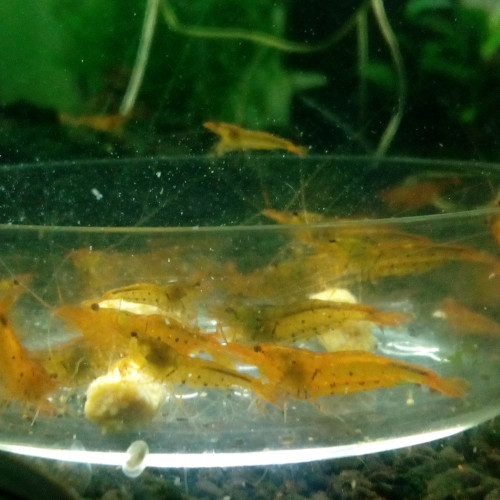 Crevettes Tangerines