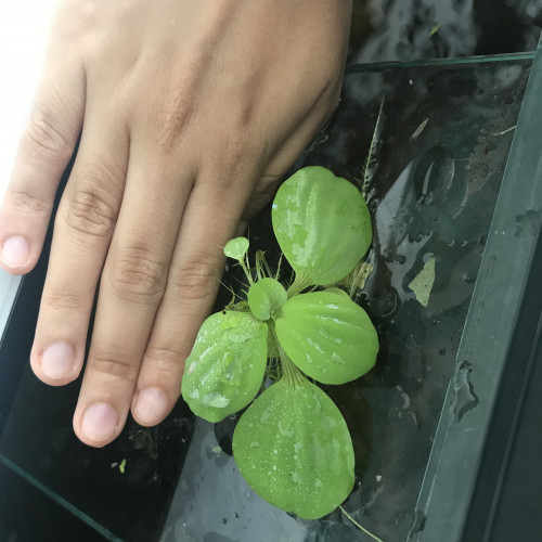 Vente pistia