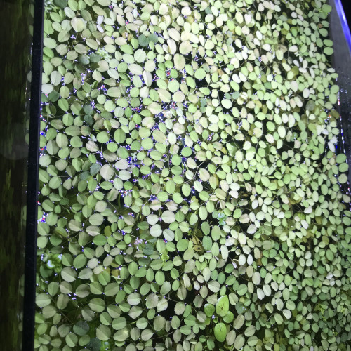 salvinia