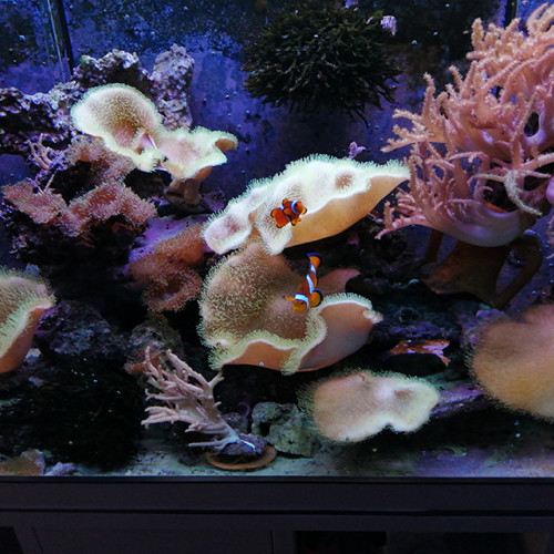 DONNE mes coraux mous plus les pierres vivantes