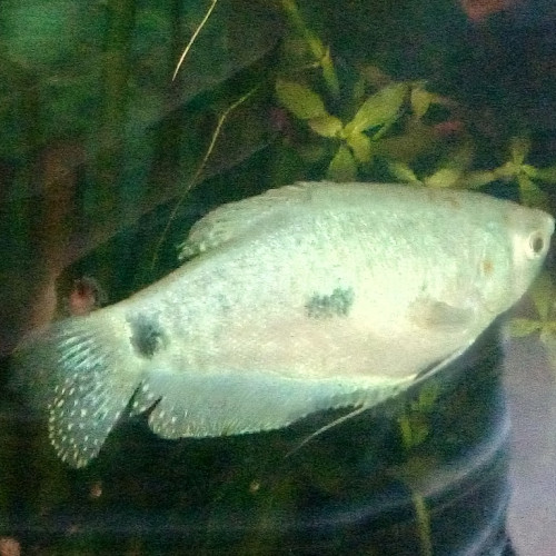 Gouramis bleus