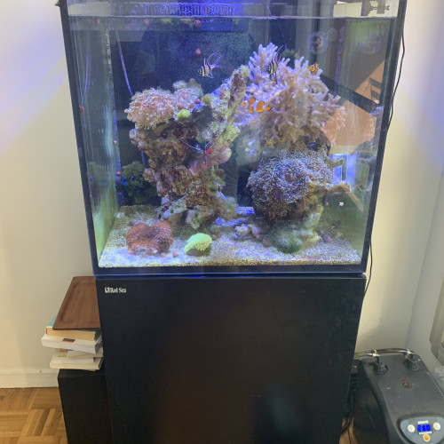 Vends : Red Sea Reefer MAX E 170 + Kit Decante et vivant