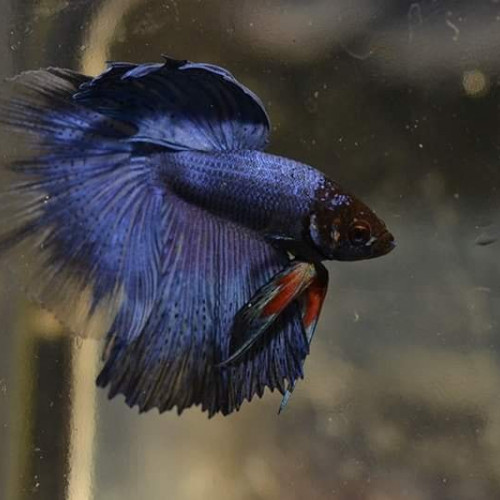 Mâles bettas HM bleus