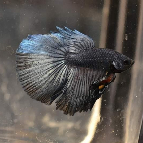 Mâles bettas HM bleus