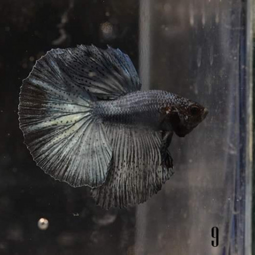 Mâles bettas HM bleus