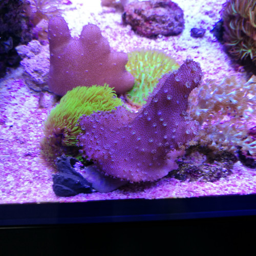 Boutures coraux mous
