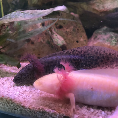 Axolotls Sauvage et Gold Albinos