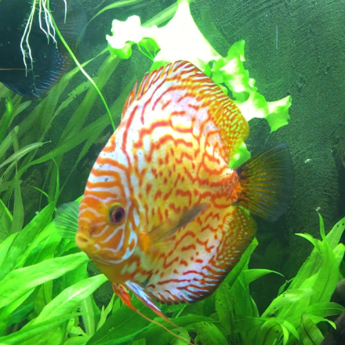 Vente de DISCUS