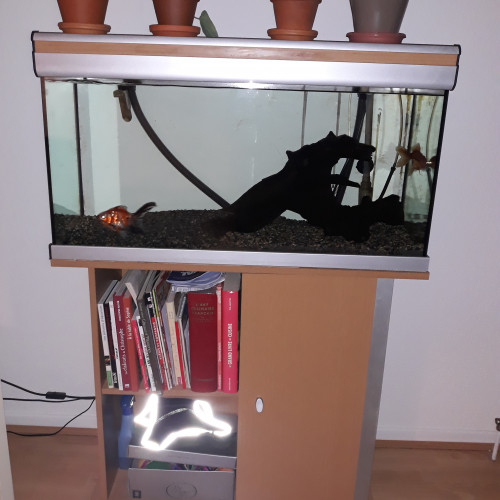 Aquarium 150 litres tout équipé