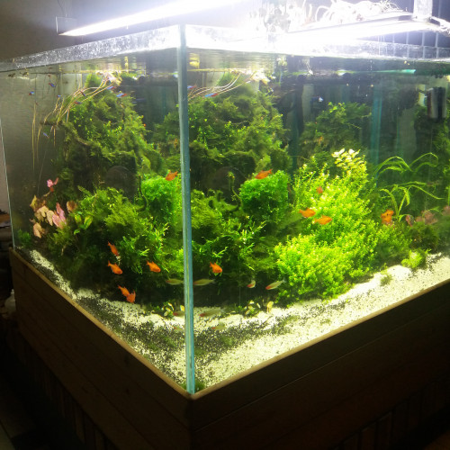 aquarium 600L et 800L