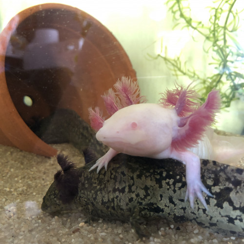 Vends jeunes Axolotl