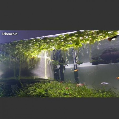 grenouillettes plantes aquarium