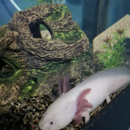 Bébé axolotls