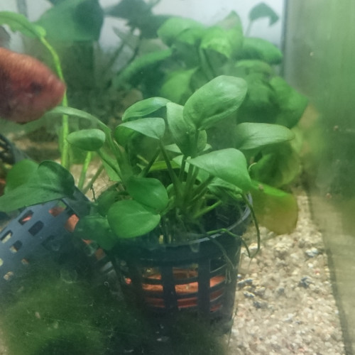 Vend plantes aquarium