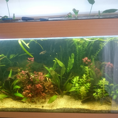 Vend plantes aquarium