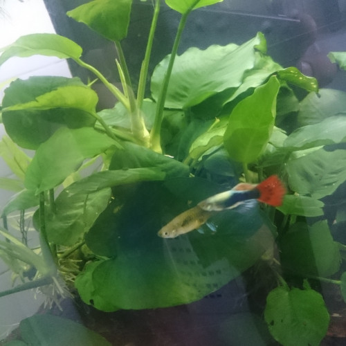 Vend plantes aquarium