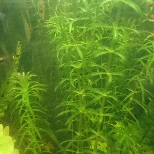 Vend plantes aquarium