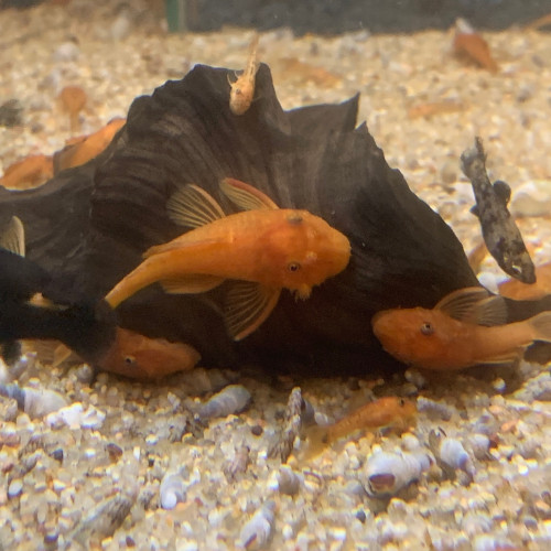 Ancistrus sp red
