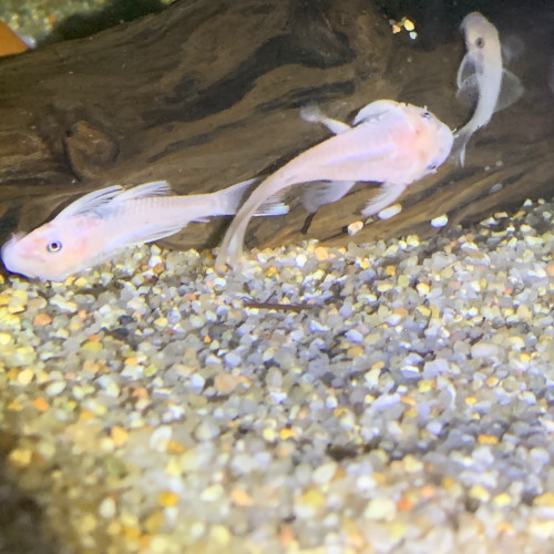 Ancistrus snow white