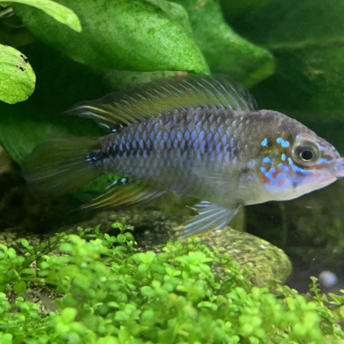 Apistogramma Borelli opale