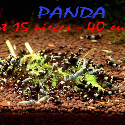 Lot 15 crevettes / PANDA /pour 40 €