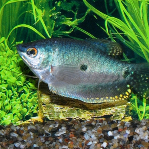 poisson d'eau douce plante escargot a vendre ou a echanger