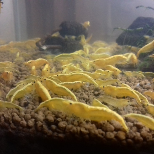 Crevettes yellow fire néon