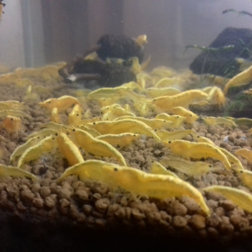 Crevettes yellow fire néon
