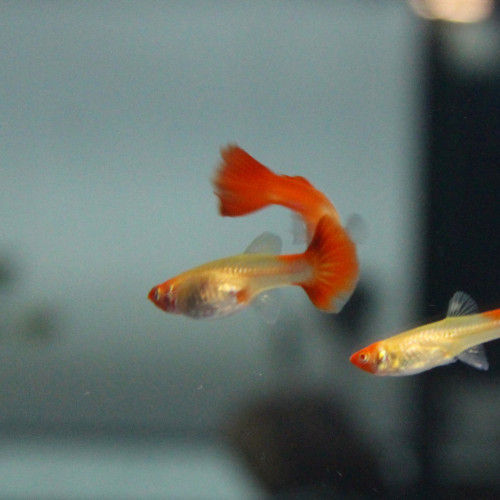 Guppy Kohaku Koi rares