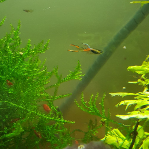 Guppy endler
