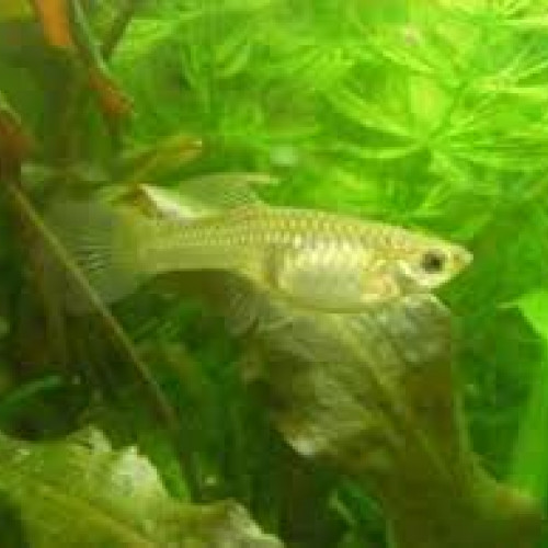 Guppy endler