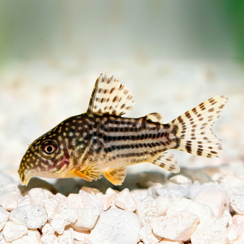 DONNE Corydoras Sterbai et Otocinclus Affinis