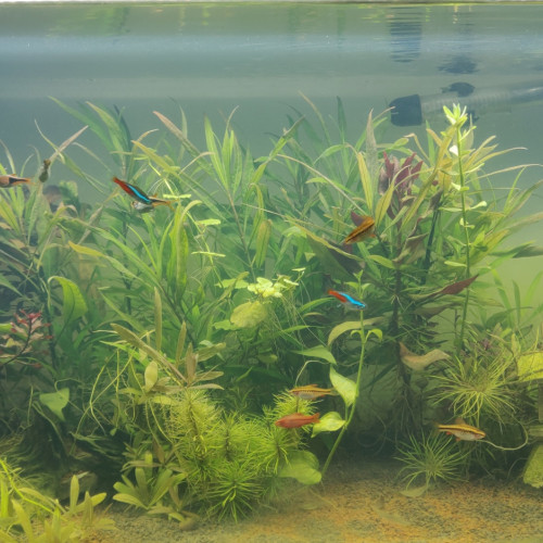 aquarium 100 L complet