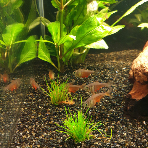 6 tetras roses