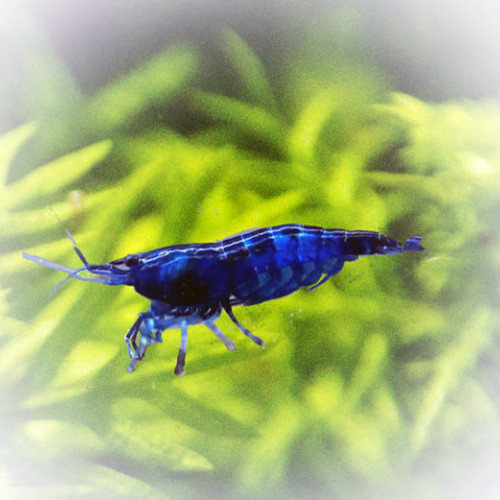 Néocaridina Blue Velvet