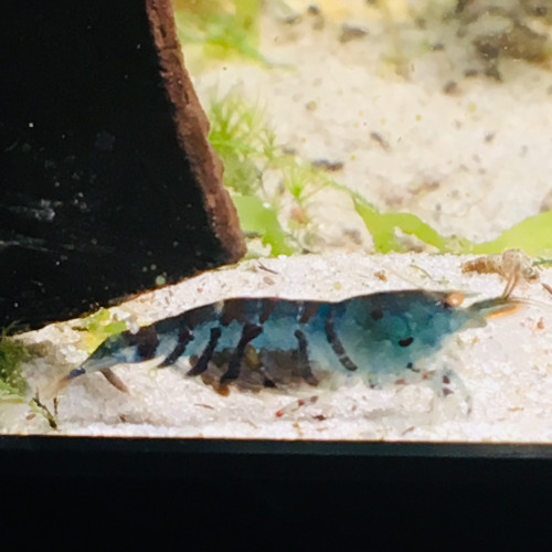 Crevette caridina Tiger tboe