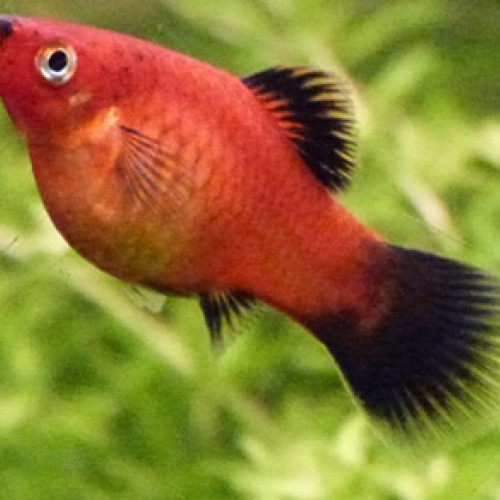 Bébés platy rouge/noir