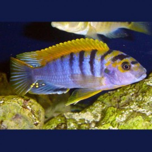 Labidochromis Hongi