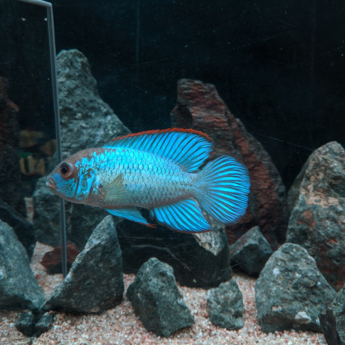 Cichlide acara bleu électrique Andinoacara pulcher