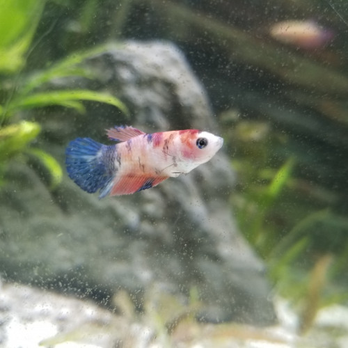 Betta femelle candy koï