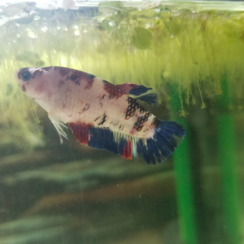 Betta  Femelle koï galaxy
