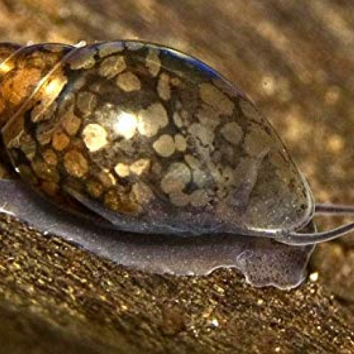 Acheter Neritina Zebre