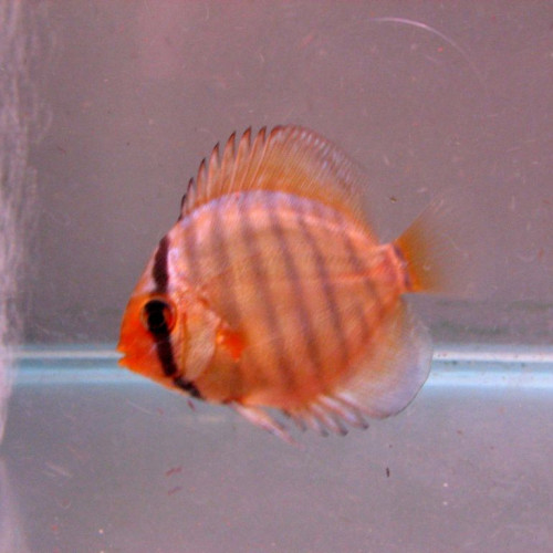 Jeune bébé discus