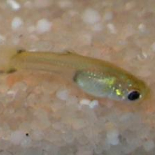 Bébé guppy